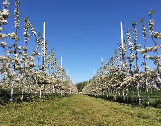 В яблуневих садах у ґрунт повертається близько 40% поживних речовин з опалим листям і квітками